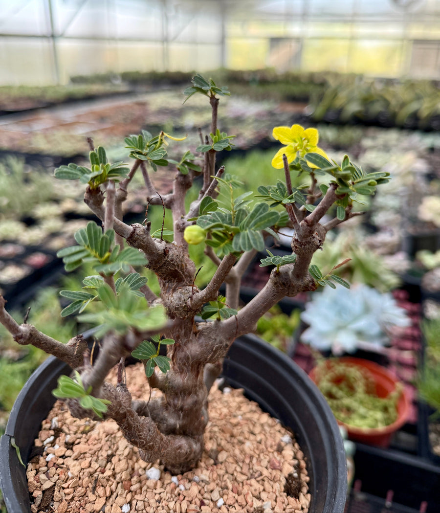 Rare Senna Meridionalis Bonsai Succulent Tree Old Stem – WYSIWYG