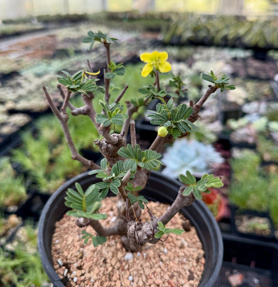 Rare Senna Meridionalis Bonsai Succulent Tree Old Stem – WYSIWYG