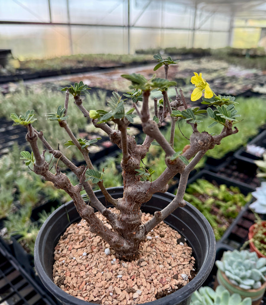 Rare Senna Meridionalis Bonsai Succulent Tree Old Stem – WYSIWYG