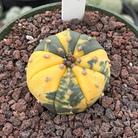 Rare Cactus, Astrophytum Asterias Super Kabuto Variegata 2170