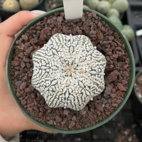 Rare Cactus, Astrophytum Asterias Super Kabuto 'Star Fish'