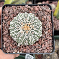 Rare Cactus, Astrophytum Asterias Super Kabuto