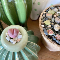 Lithops Optica Rubra, C81A, Live unique Plants, Rare Succulents