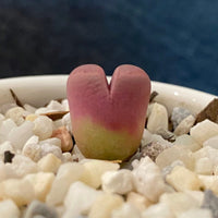 Lithops Optica Rubra, C81A, Live unique Plants, Rare Succulents