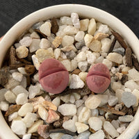 Lithops Optica Rubra, C81A, Live unique Plants, Rare Succulents