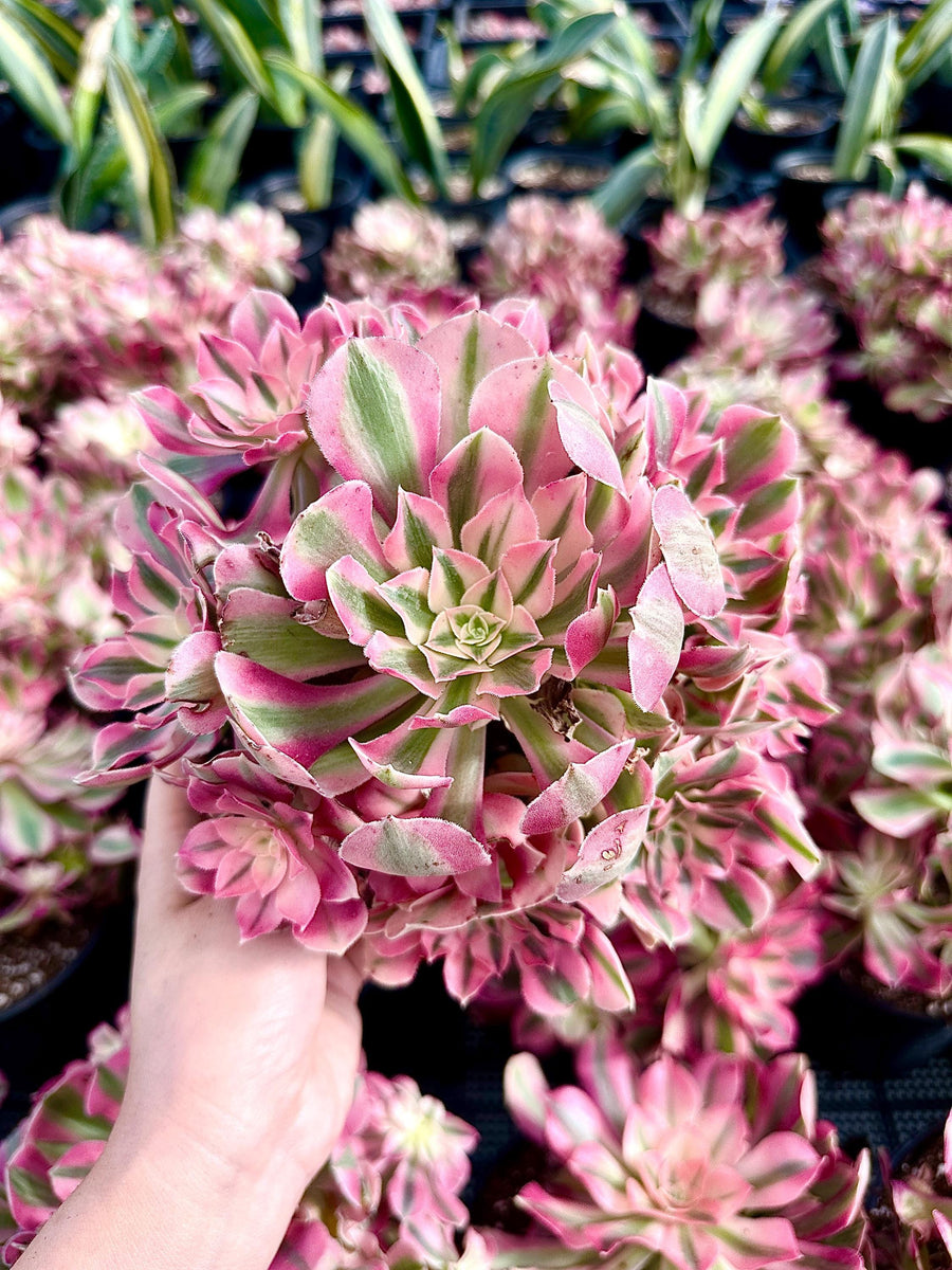 Live Rare Aeonium Pink Witch Succulent Plant - Exotic IndoorOutdoor De 1am  Succulents