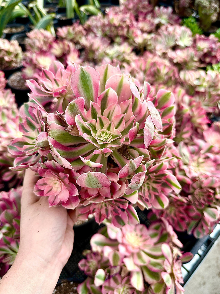 indoor succulent with pink flowers Live Rare Aeonium Pink Witch Succulent Plant