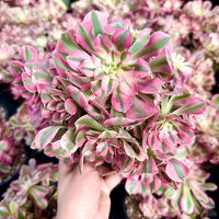 Live Rare Aeonium Pink Witch Succulent Plant - Exotic IndoorOutdoor Decor