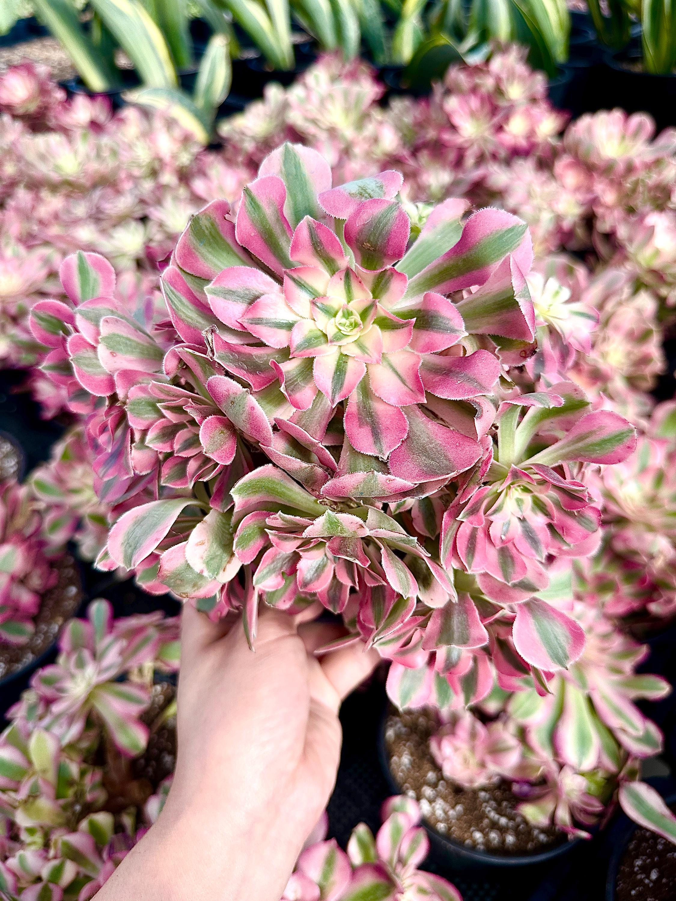 Live Rare Aeonium Pink Witch Succulent Plant