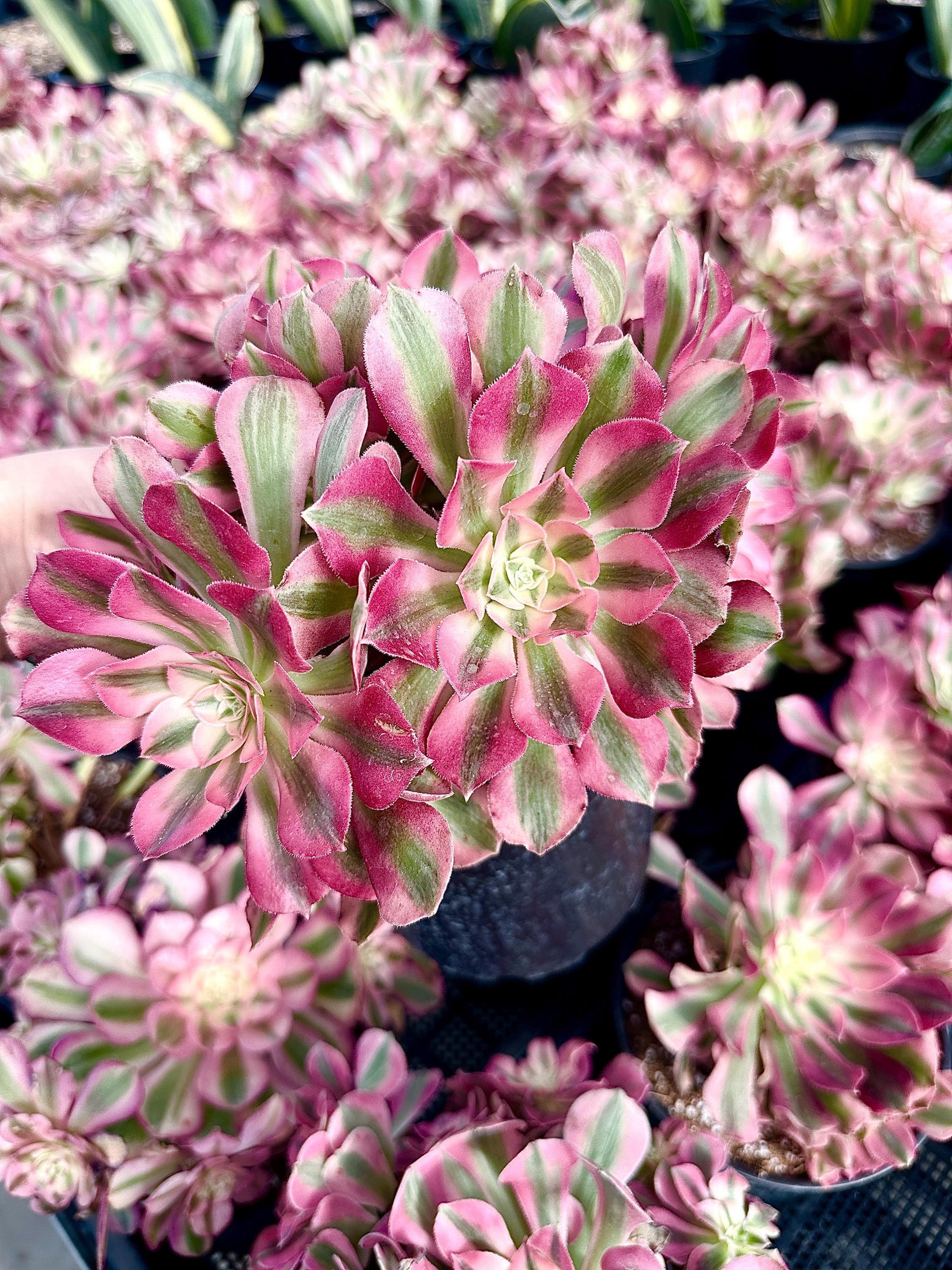 succulent deutsch Live Rare Aeonium Pink Witch Succulent Plant
