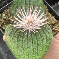 Massonia Pustulata (Bulb only), Rare Succulents