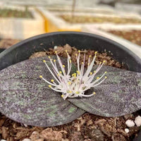 Massonia Pustulata (Bulb only), Rare Succulents