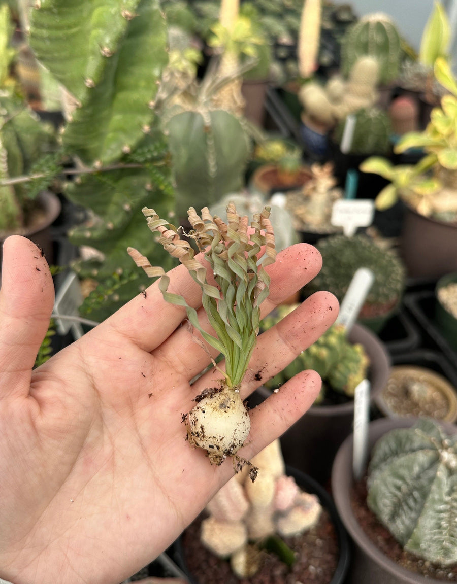 Ornithogalum Concordianum, Rare Succulents, Chubby Beauty, Bulb Only (– 1am  Succulents