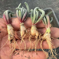 Phyllobolus Tenuiflorus (0.5", Budding Bulb), Cute Caudex, long living rare plant