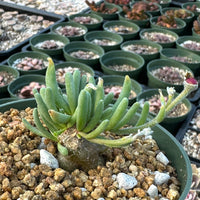 Phyllobolus Tenuiflorus (0.5", Budding Bulb), Cute Caudex, long living rare plant
