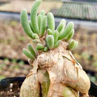 Phyllobolus Tenuiflorus (0.5", Budding Bulb), Cute Caudex, long living rare plant