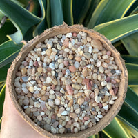 Premium Pebbles - Coral Sea Top Dressing (Order Separately)