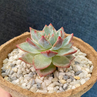 Premium Pebbles - White Coral Top Dressing (Order Separately)