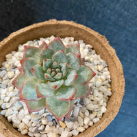 Premium Pebbles - White Coral Top Dressing (Order Separately)