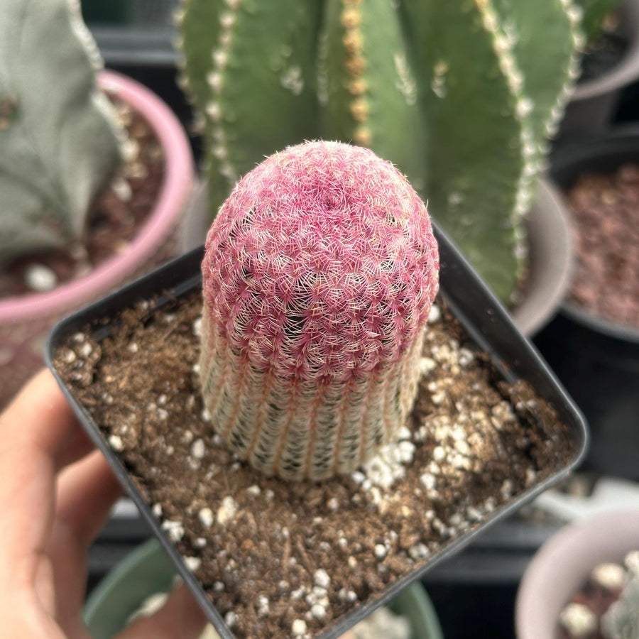 Rainbow Cactus, Echinocereus Rigidissimus, Single Rare Starter Plant– 1am  Succulents