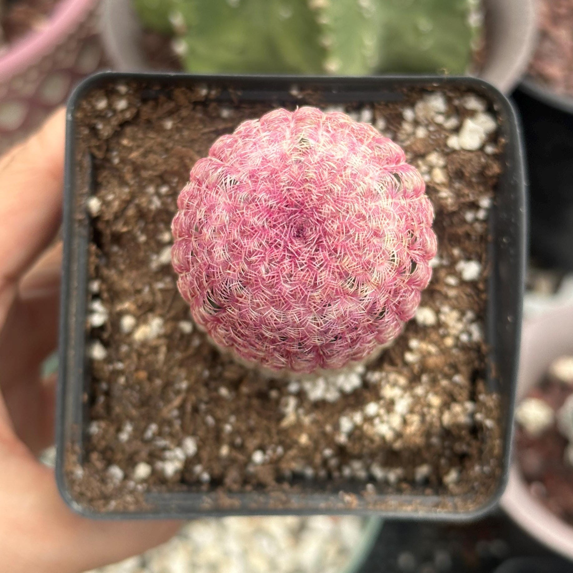 rainbow acres cactus succulent Rainbow Cactus, Echinocereus Rigidissimus, Single Rare Starter Plant