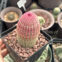 Rainbow Cactus, Echinocereus Rigidissimus, Single Rare Starter Plant