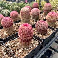 Rainbow Cactus, Echinocereus Rigidissimus, Single Rare Starter Plant