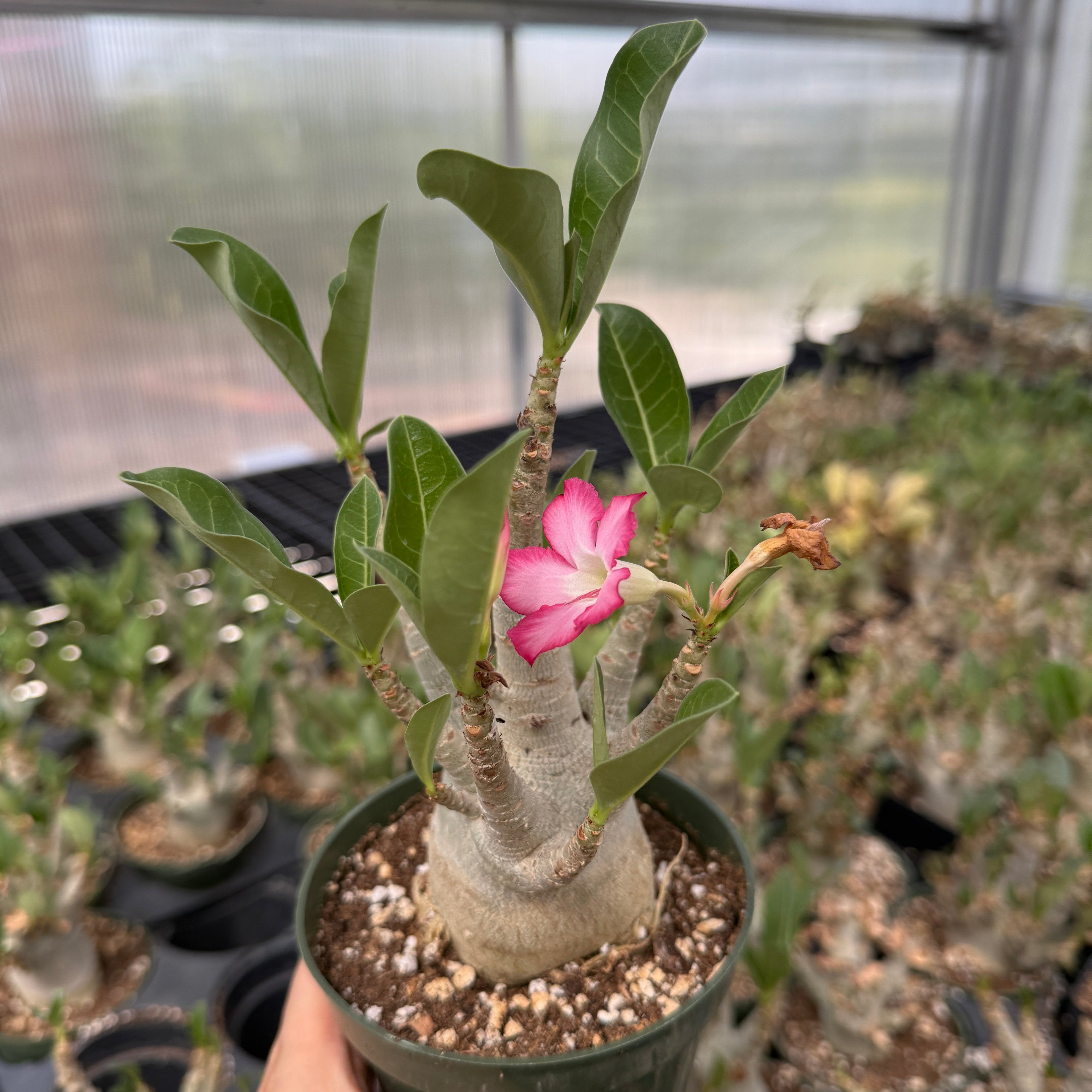 texas rose succulent plant Rare Adenium Arabicum Godji Caudex