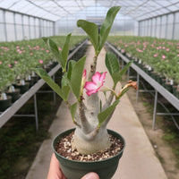 Rare Adenium Arabicum Godji Caudex - Unique Succulent Live Plant for Your Collection