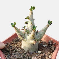 Rare Adenium Arabicum Godji Caudex - Unique Succulent Live Plant for Your Collection