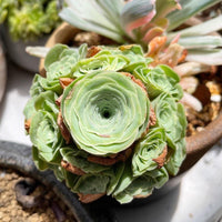 Rare Aeonium Greenovia Moonlight Cluster - Succulent Plant for Home Decor Gifts and Gardens