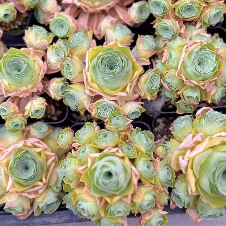 stargazing succulents Rare Aeonium Greenovia Moonlight Cluster