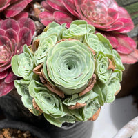 Rare Aeonium Greenovia Moonlight Cluster - Succulent Plant for Home Decor Gifts and Gardens