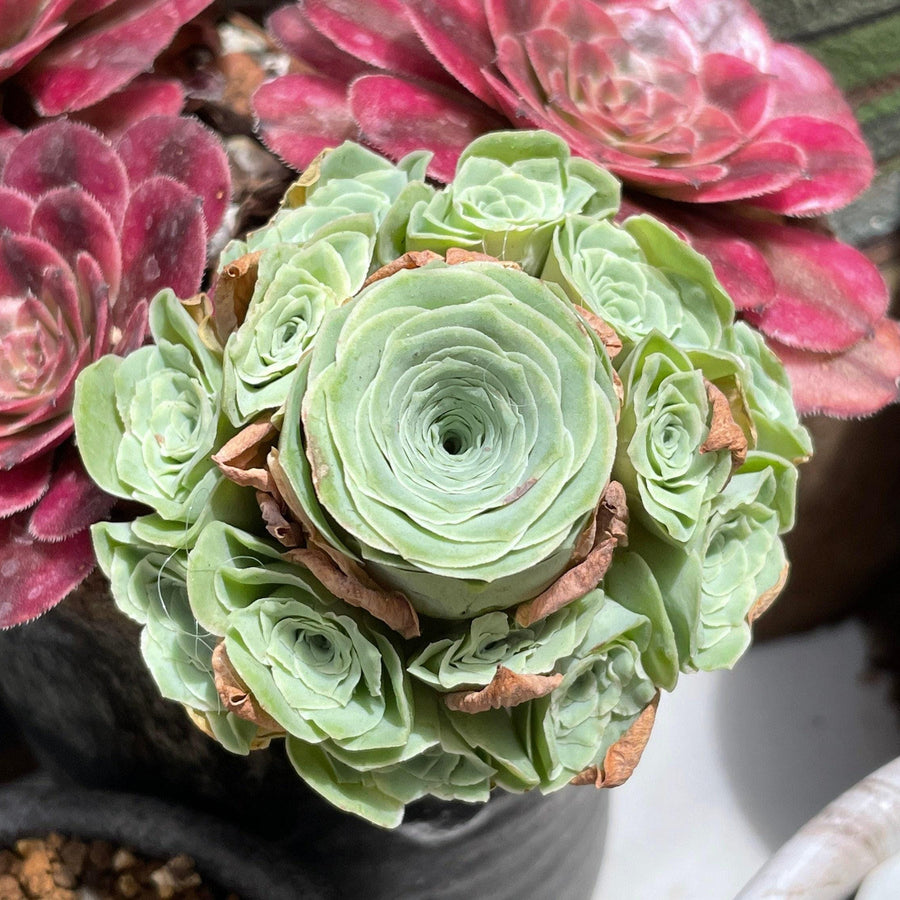 succulent greenovia Rare Aeonium Greenovia Moonlight Cluster