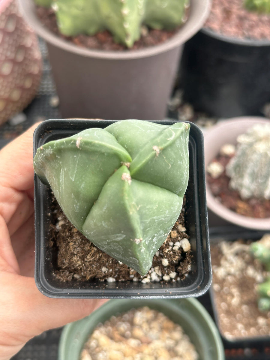 2 inch succulent plants Rare Astrophytum Myriostigma Cactus 2 inch 3-Sided Mini Succulent for – 1am Succulents