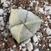 Rare Astrophytum Myriostigma Cactus 2 inch 3-Sided Mini Succulent for Collectors