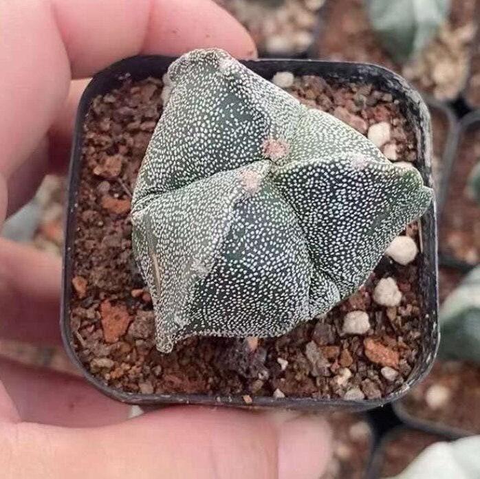 Rare Astrophytum Myriostigma Cactus 2 inch 3-Sided Mini Succulent for – 1am  Succulents