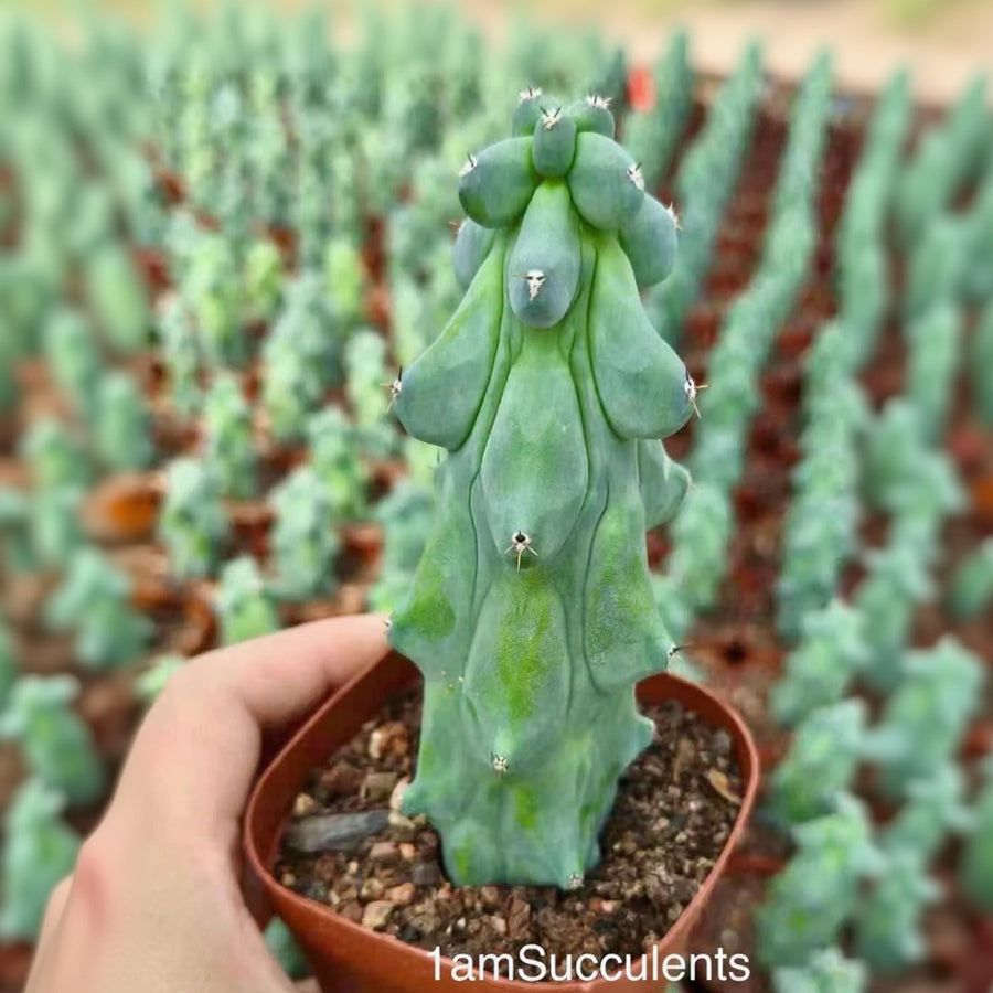 Rare Boobie Cactus, Mothers Day Gift, Myrtillocactus Geometrizans Fuku– 1am  Succulents
