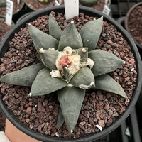 Rare Cactus, Ariocarpus Trigonus Seed Grown