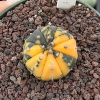 Rare Cactus, Astrophytum Asterias Super Kabuto Variegata 2174
