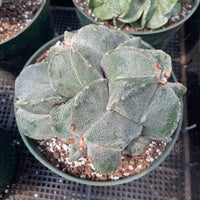 Rare Cactus - Astrophytum Myriostigma cluster (5.5” pot)