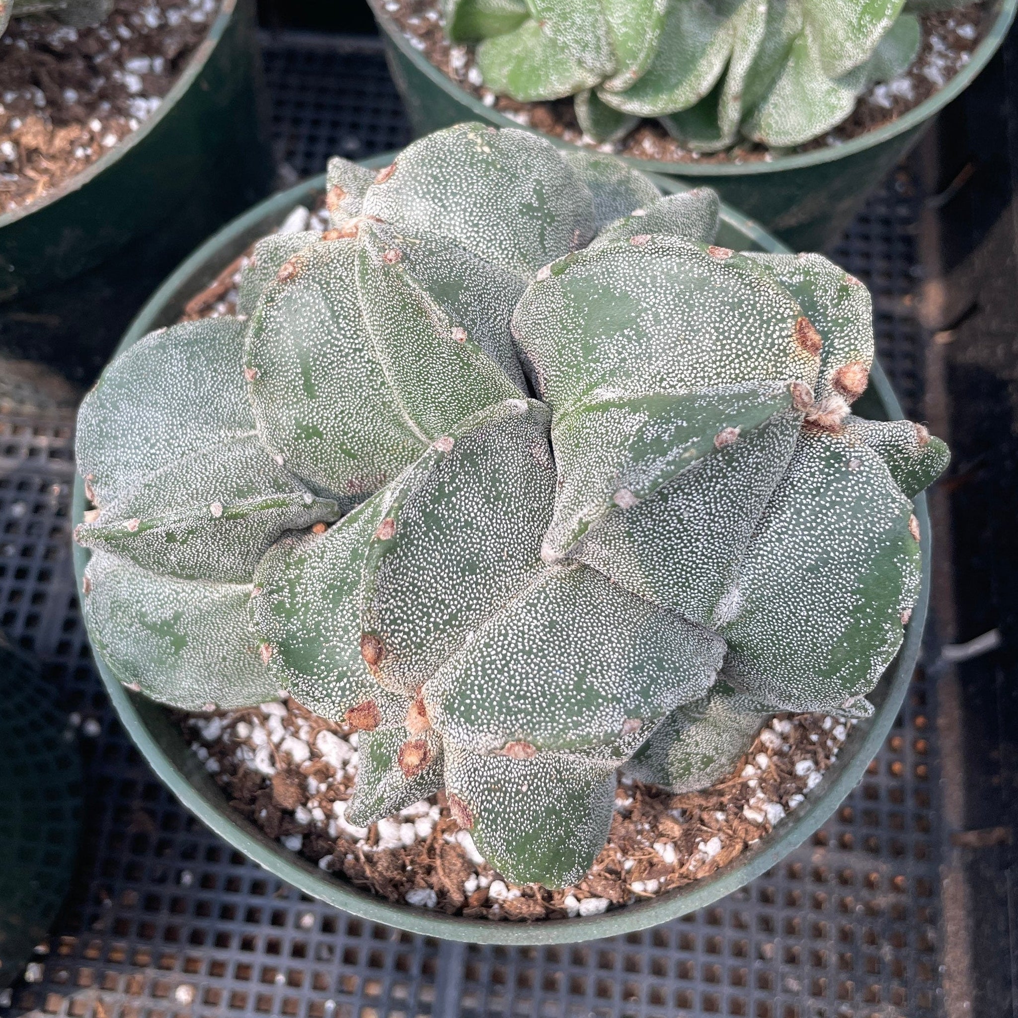 astrophytum cactus Rare Cactus