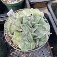 Rare Cactus - Astrophytum Myriostigma cluster (5.5” pot)