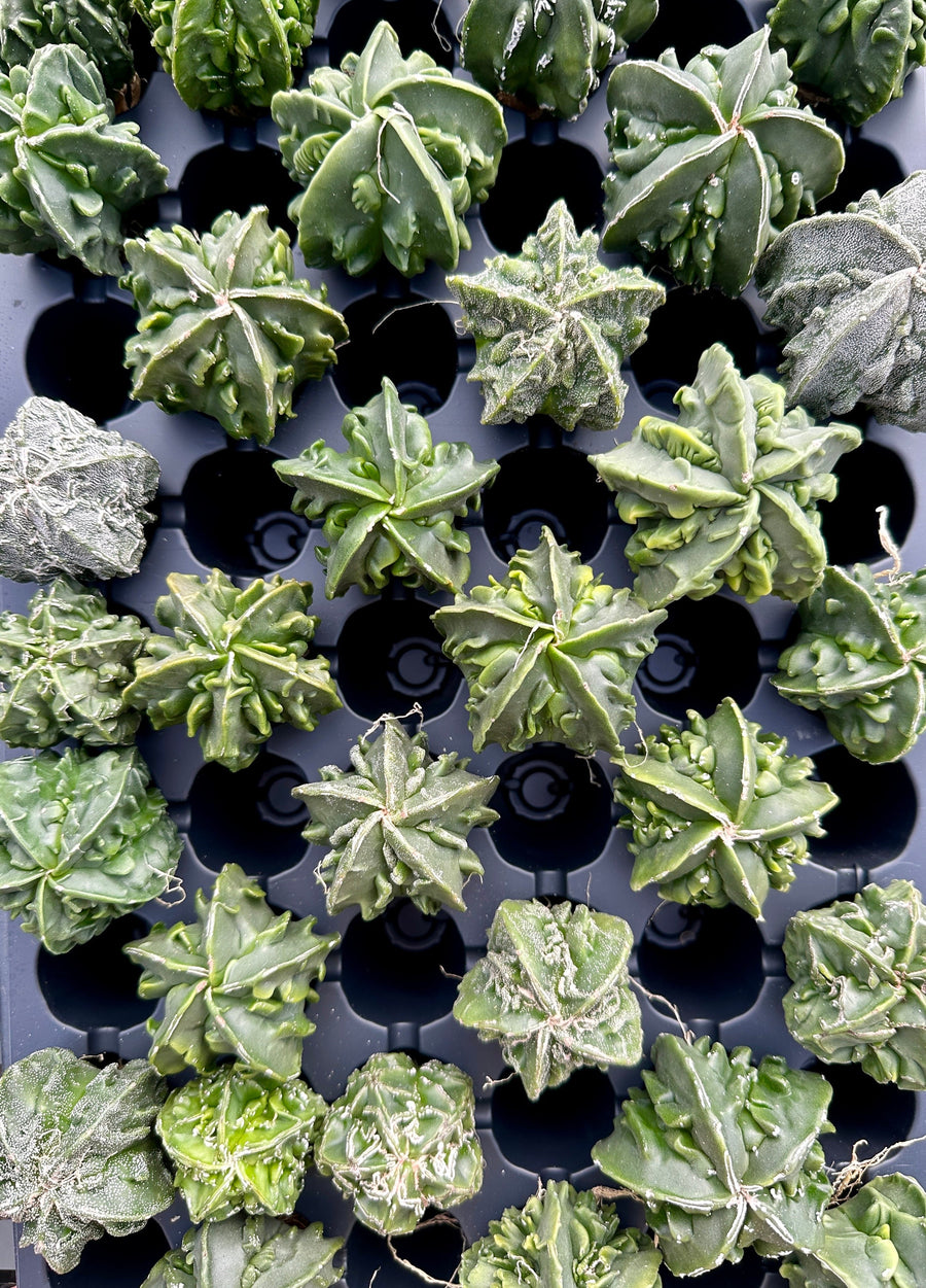 Rare Cactus