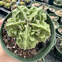 Rare Cactus - Astrophytum Myriostigma cv. Fukuryu (3"-4")