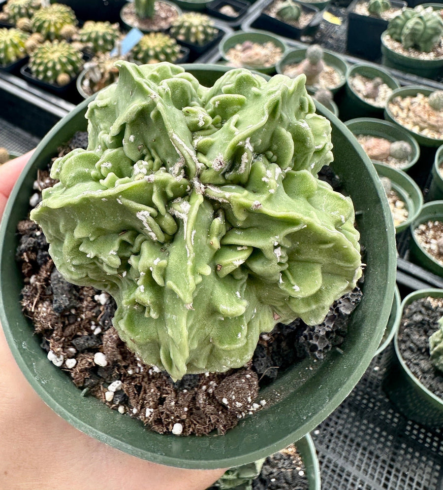 Rare Cactus