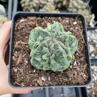 Rare Cactus - Astrophytum Myriostigma cv. Fukuryu (3"-4")