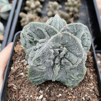 Rare Cactus - Astrophytum Myriostigma cv. Fukuryu (3"-4")