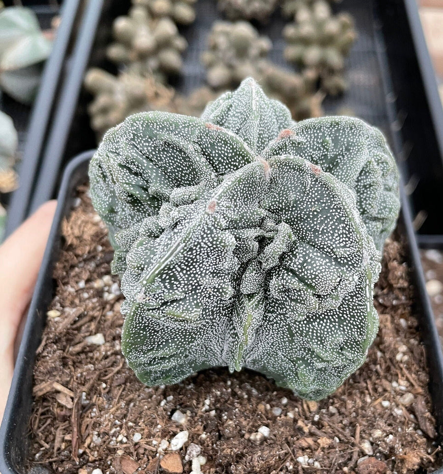 Rare Cactus