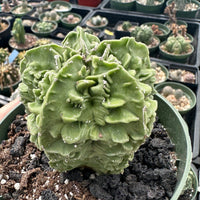 Rare Cactus - Astrophytum Myriostigma cv. Fukuryu (3"-4")